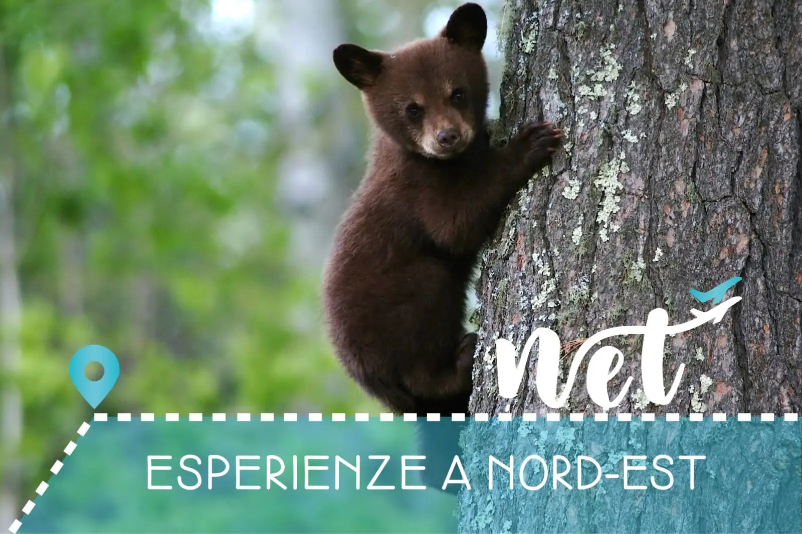 Wild Slovenia: alla scoperta dell’ Orso Bruno