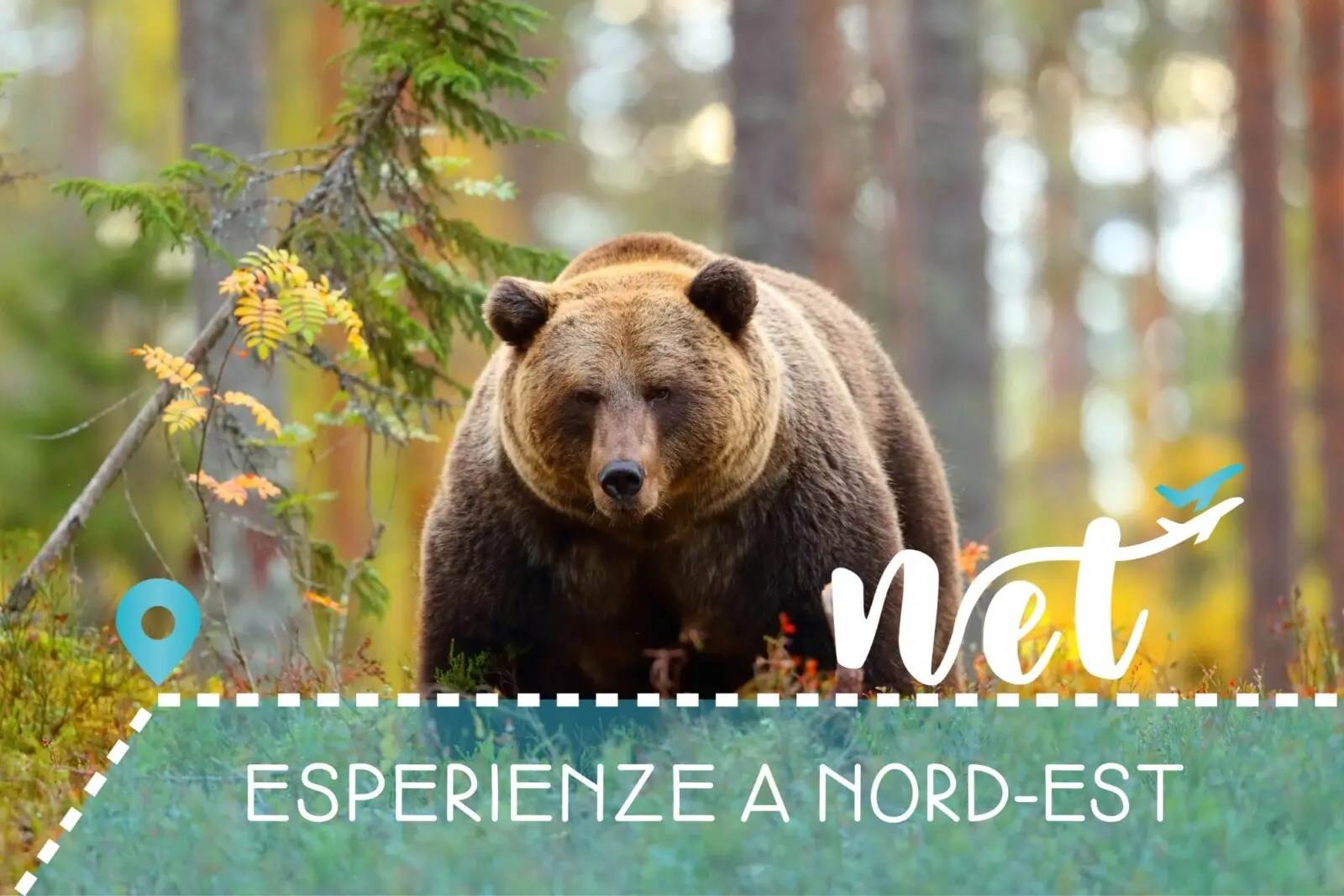 Wild Slovenia: alla scoperta dell’ Orso Bruno