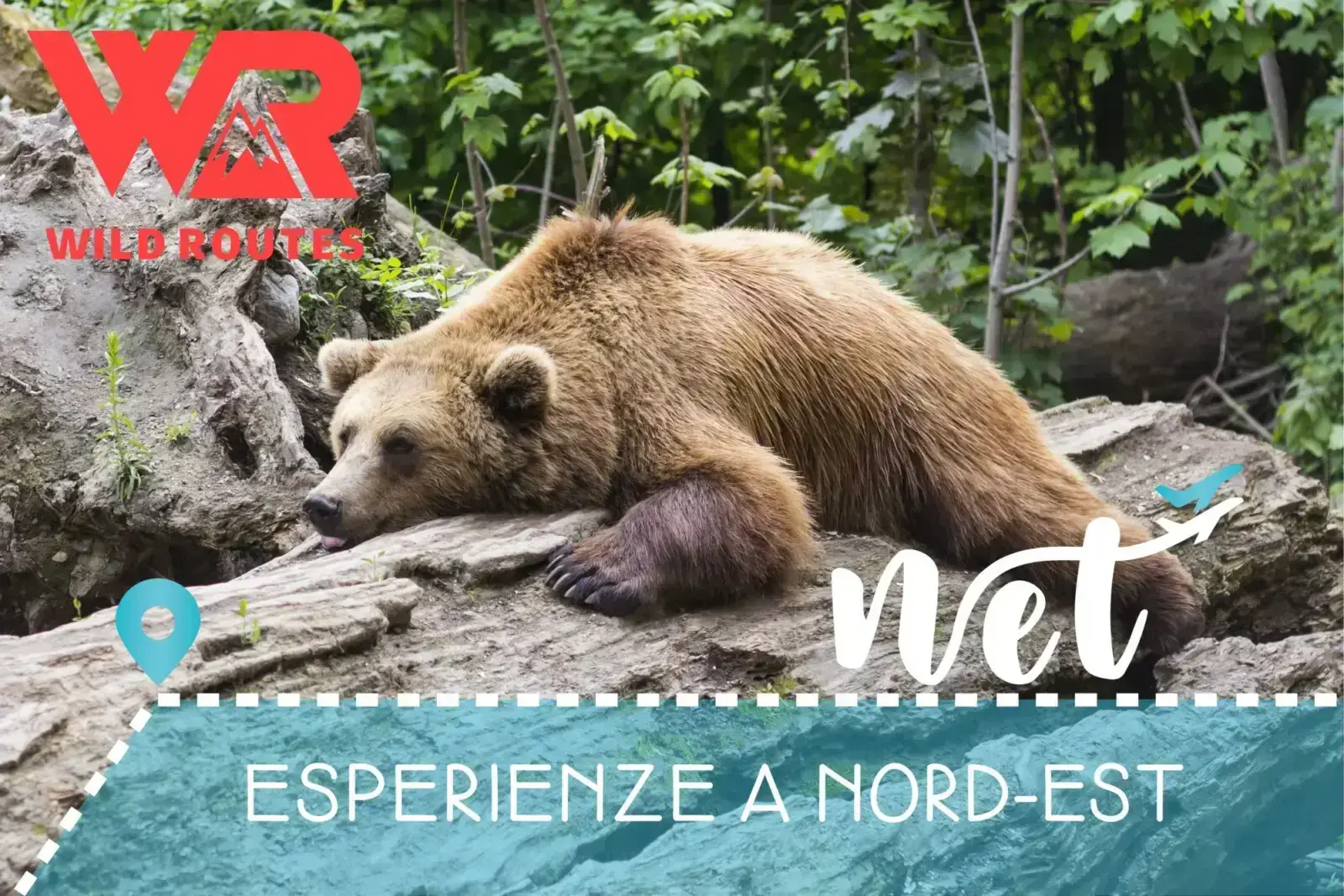 Wild Slovenia: alla scoperta dell’ Orso Bruno